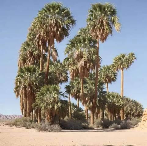 ����� �����_Q6uVE