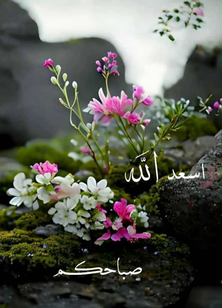 Zahira Mojib_ocMsu